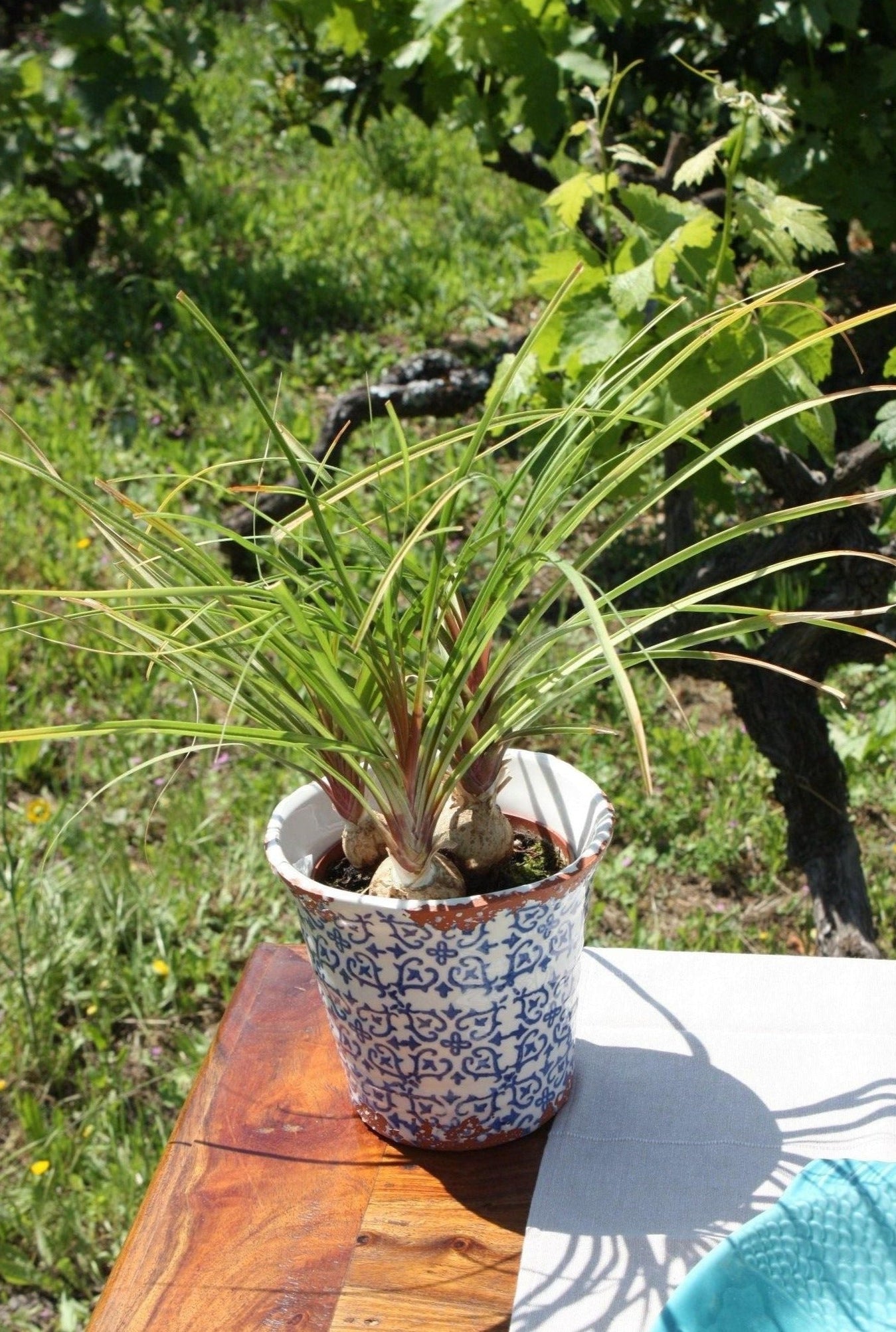 Cache-pot en terre cuite vitrifié, blanc et bleu, fabrication portugaise, MADE IN PORTUGAL