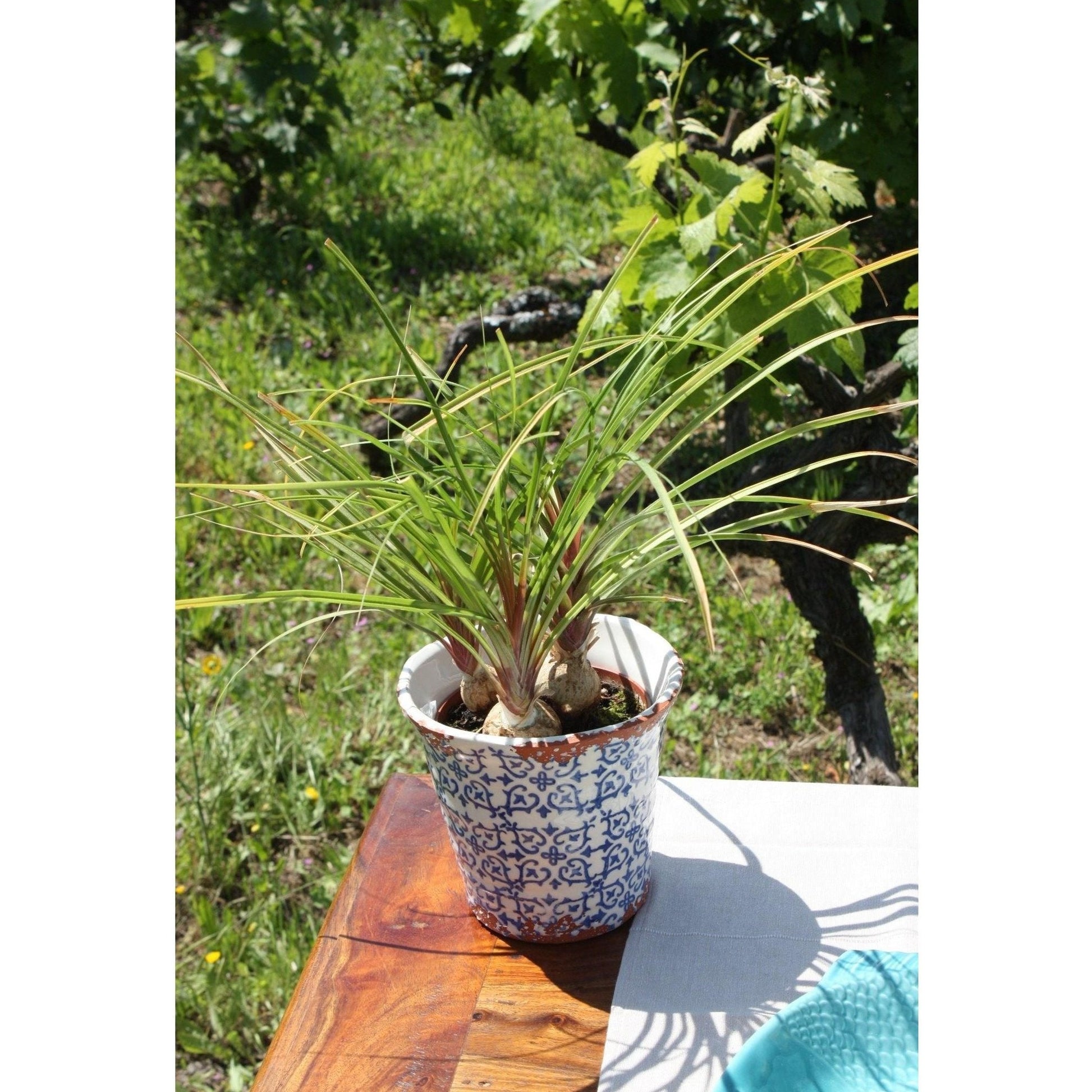 Cache-pot en terre cuite vitrifié, blanc et bleu, fabrication portugaise, MADE IN PORTUGAL